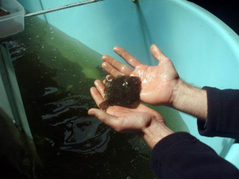 Achill Island Turbot